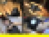 5732/「裏切り撮り・キャンちゃん危機一髪化作戦(263)」